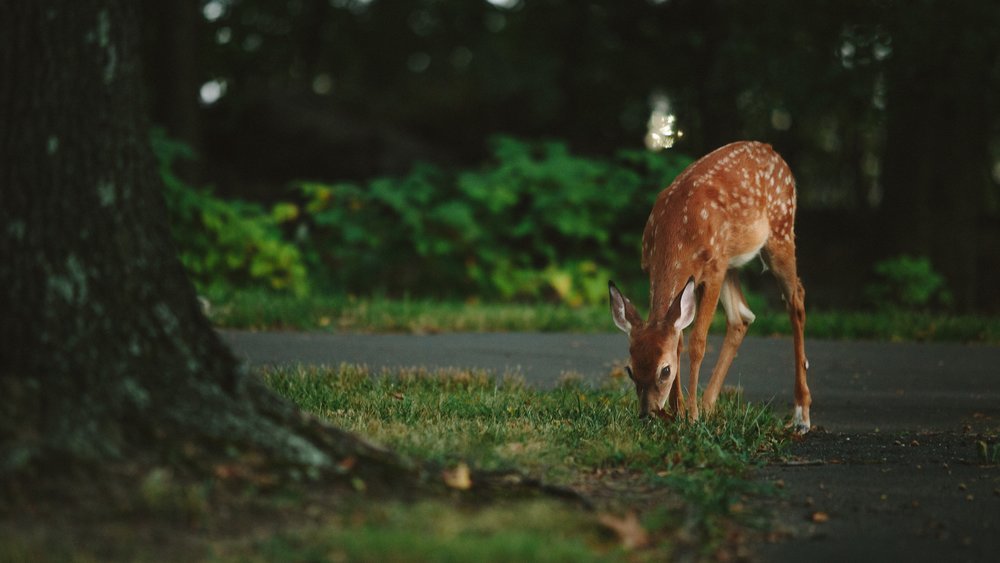 [Photo: Vladimir Kudinov/Unsplash]